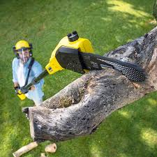 Best Commercial Tree Services  in Berwyn Heights, MD