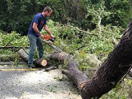 Best Tree Trimming and Pruning  in Berwyn Heights, MD