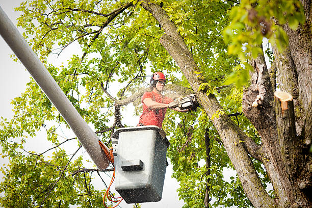 Best Tree Disease Treatment  in Berwyn Heights, MD