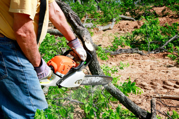 Best Tree Maintenance Programs  in Berwyn Heights, MD